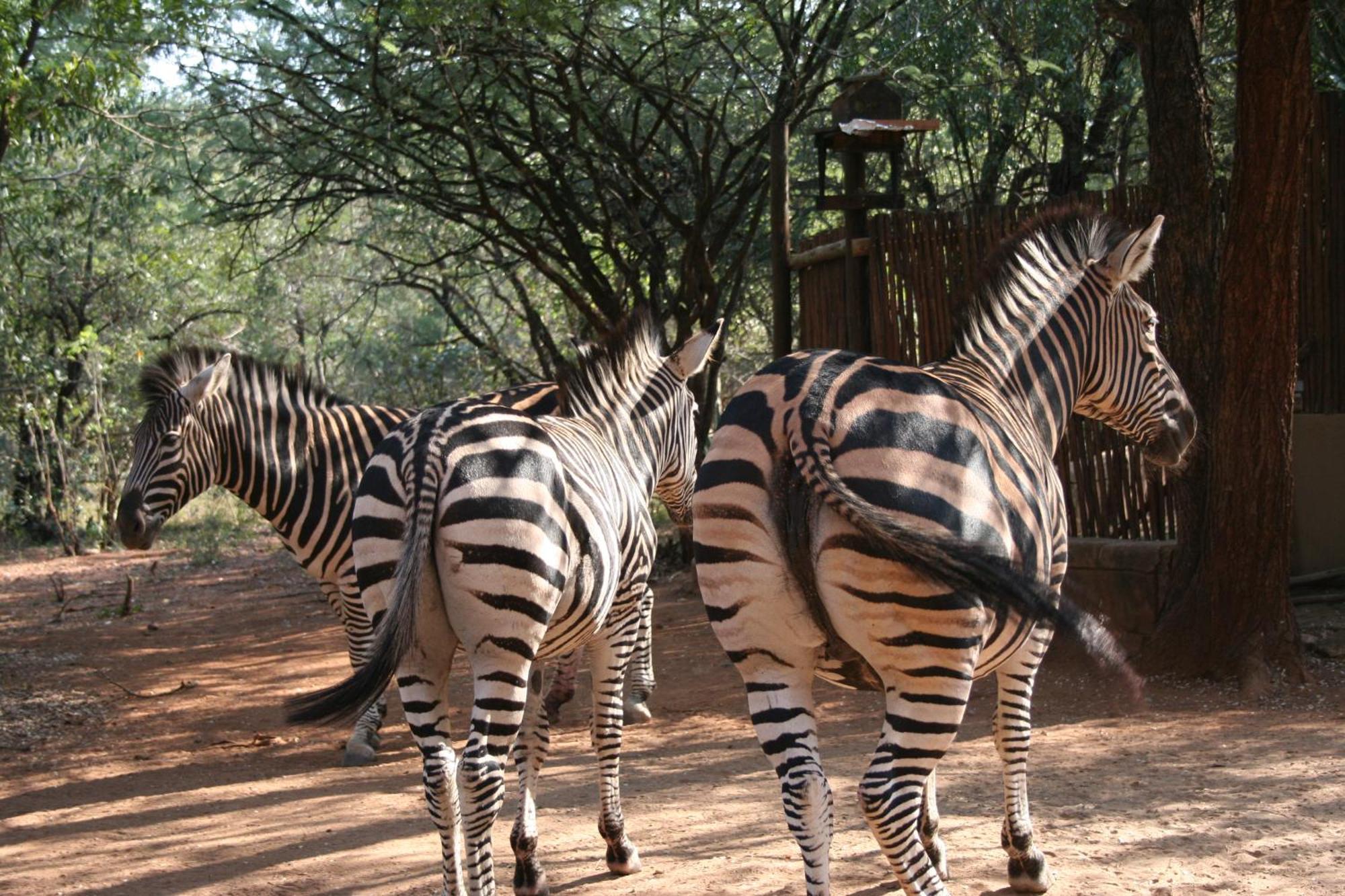Kiburi Cottage @ Kruger Marloth Park Eksteriør billede